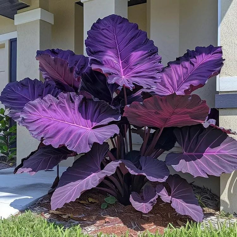 200+ Seeds Perennial Hosta Flower Seed for Planting Outdoors Garden Beauties