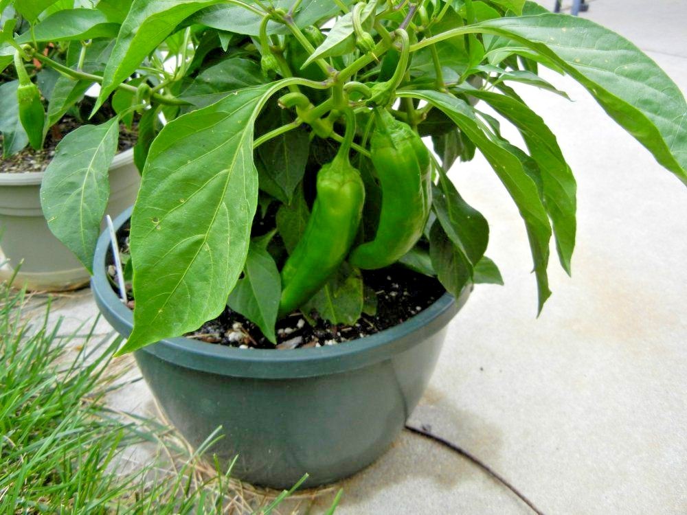101+ANAHEIM CHILI PEPPER Seeds Organic Heirloom Vegetable Garden Container Easy