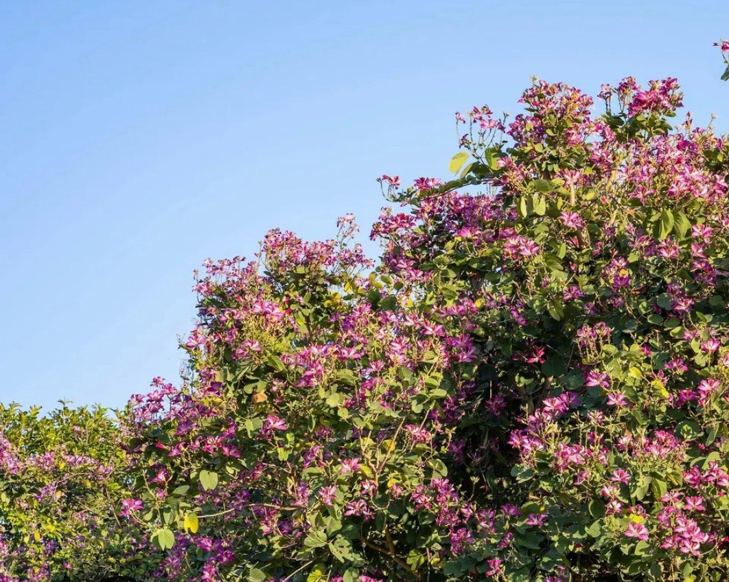 Butterfly Purple Orchid Tree Bauhinia purpurea Hawaii Grown 50 Seeds