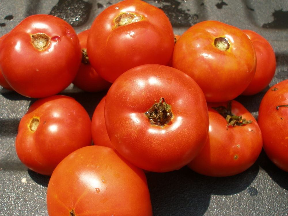 Marglobe tomato seeds non-gmo heirloom open pollinated