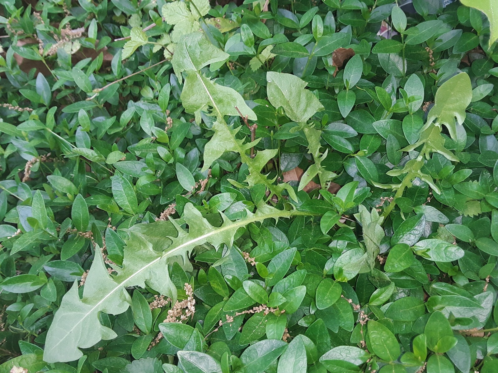 100 + Common Dandelion Seeds.US grown.