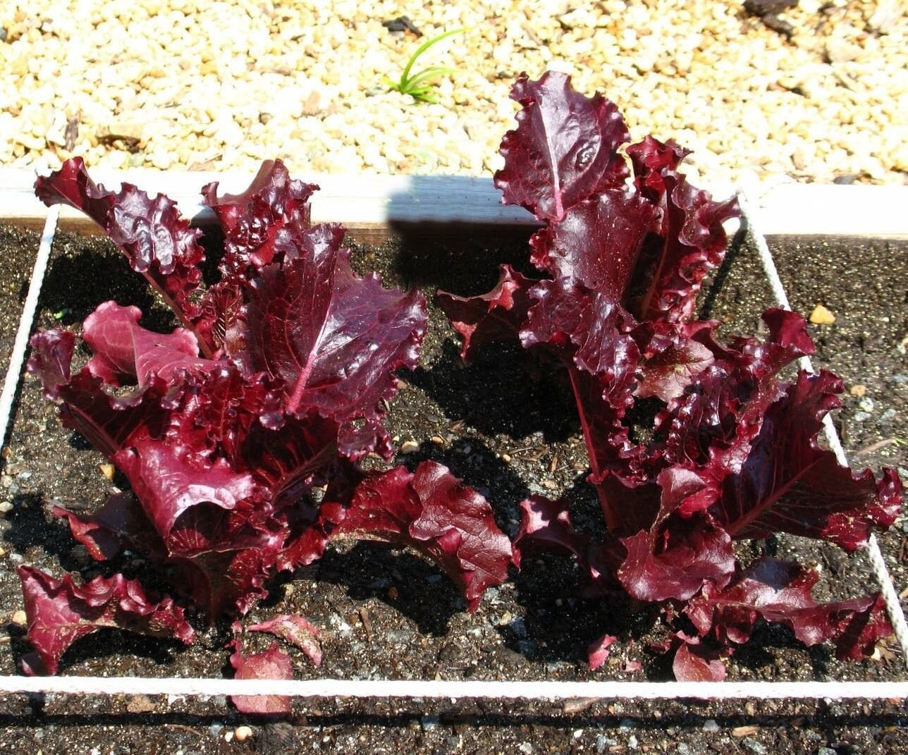 1000+ RED ROMAINE LETTUCE SEEDS – HEIRLOOM – ORGANIC – NON GMO ———- FRESH