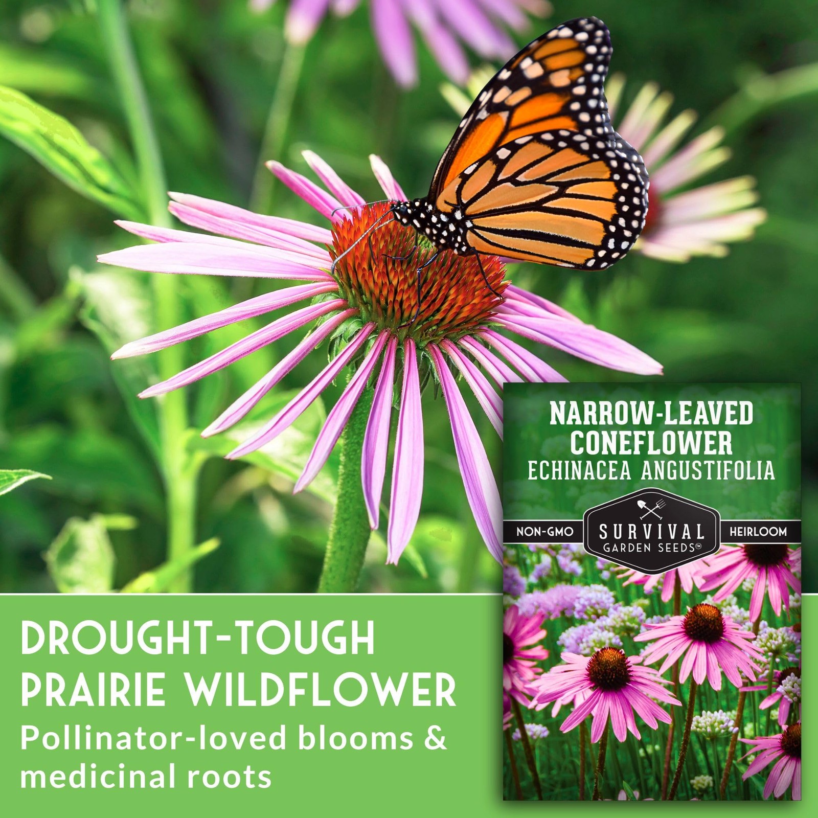 – Narrow-Leaved Coneflower Seeds for Planting | Echinacea angustifolia | Drou…