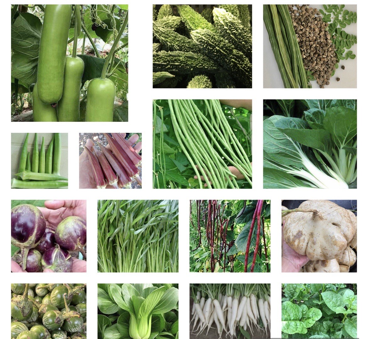 20+ Variety. Asian Vegetable Seeds I Heirloom NON GMO