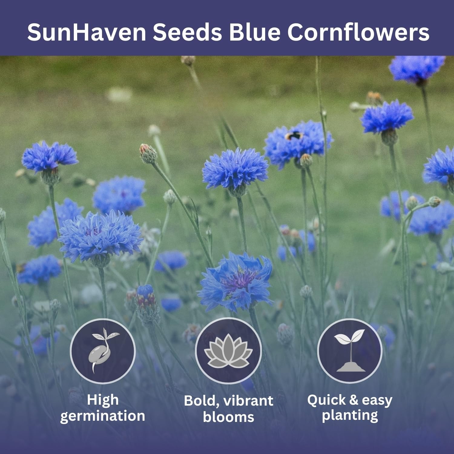 Bachelor Button Seeds Blue Cornflower 5,500+ OpenPollinated Wildflower