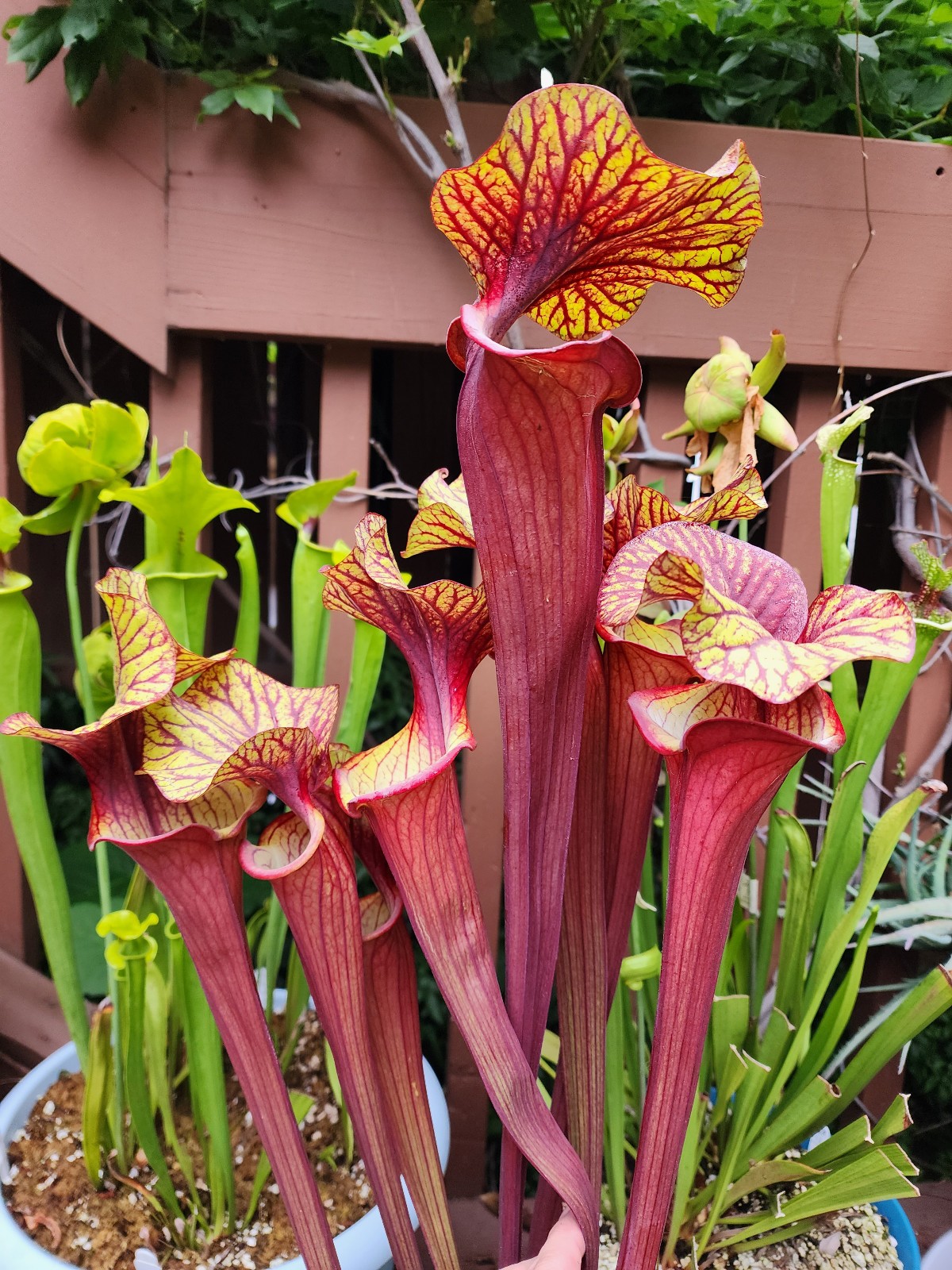 2025 SARRACENIA SEEDS: (ALUCARD X DOREEN’S COLOSSUS) X CATESBAEI ORNATE RED