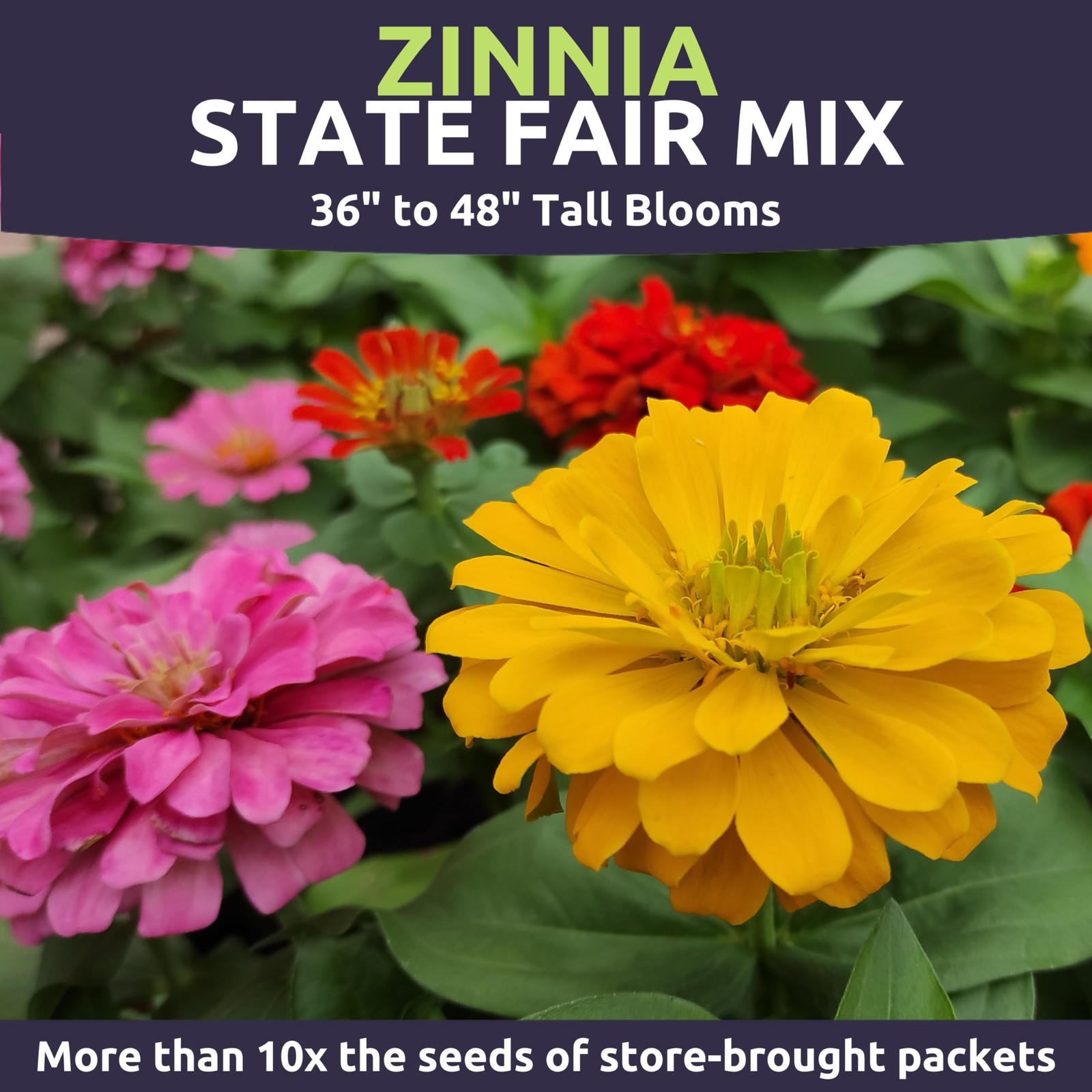 Zinnia State Fair Mix – Large 1/2 Ounce Seed Packet – 1,000 Flower Seeds for …