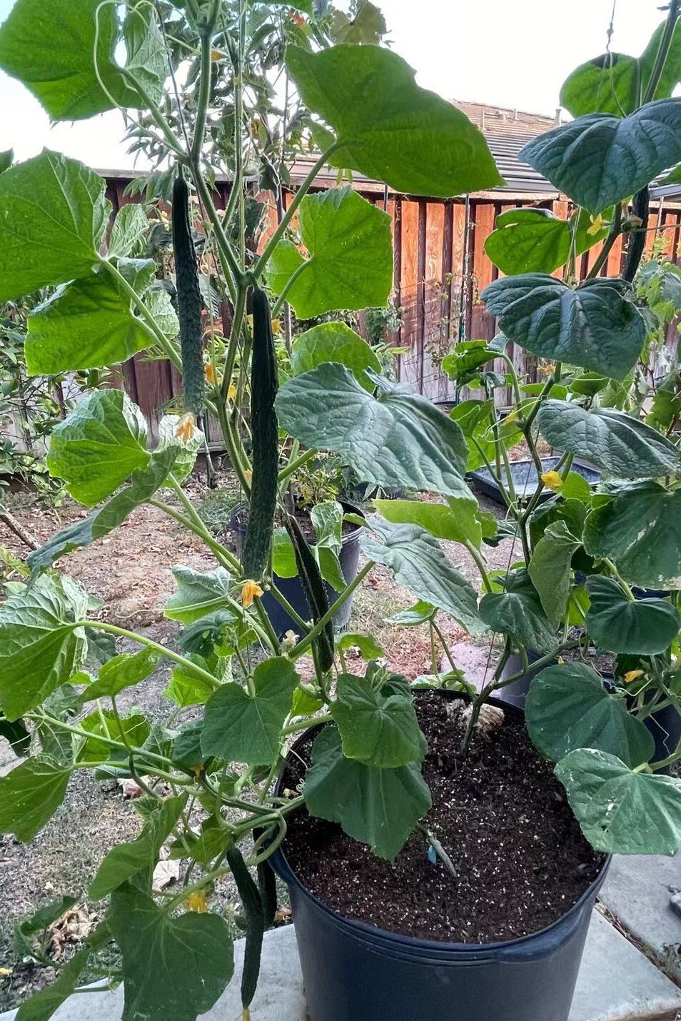30+ TianJin Tender Cucumber Seeds 30多粒2023年天津刺黄瓜新种子