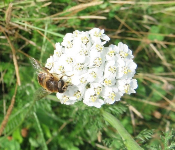 WHITE YARROW 200 SEEDS/ USA Seller, PERENNIAL FLOWER, Achillea Millefollum