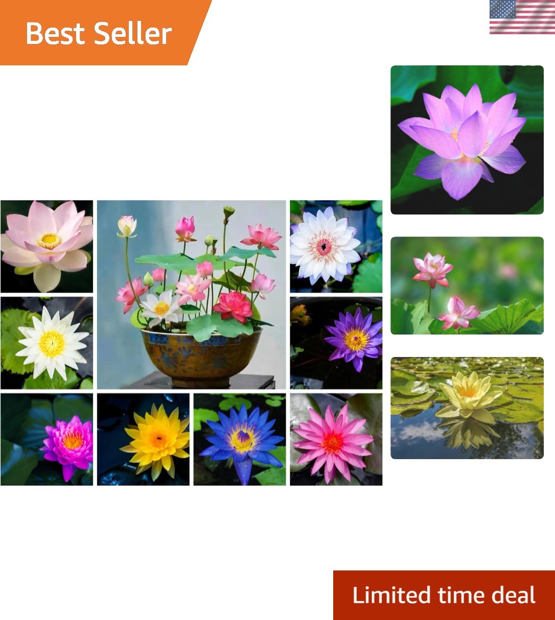 Easy Grow 60PCS Lotus Seeds: Beautiful Mixed Colors for Indoor & Outdoor Spaces