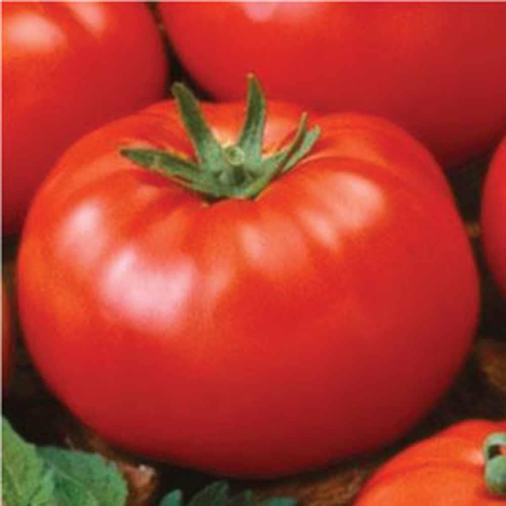 Tomato, Ace 55 tomato seeds, HEIRLOOM, 500 SEEDS, NON GMO