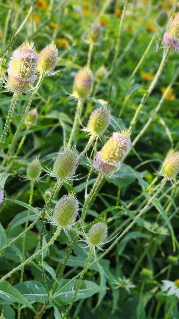 Fullers Teasel (Dipsacus Sativus), SEEDS