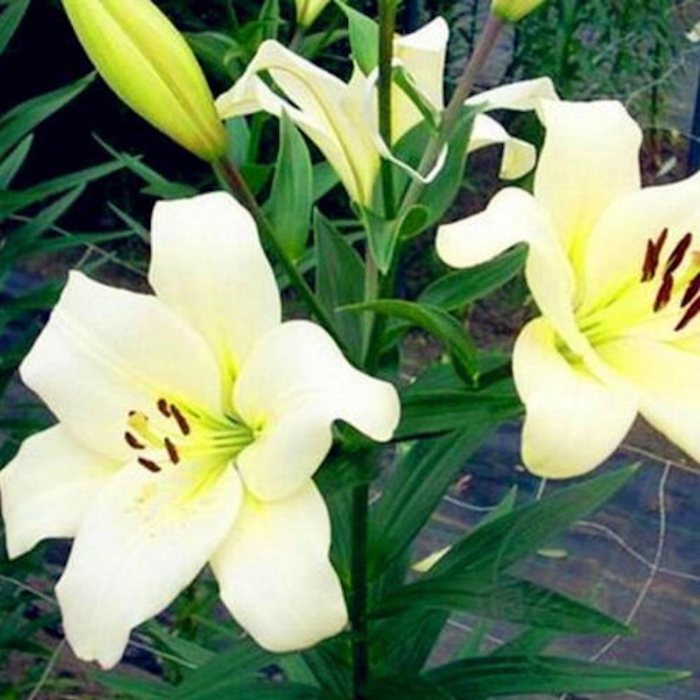20 LILY FLOWER SEEDS rare exotic bloom blossom plant garden bush for germination