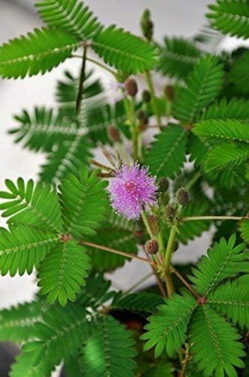 100 Exotic Mimosa Pudica Seeds – Touch-me-not Flowers for Your Garden