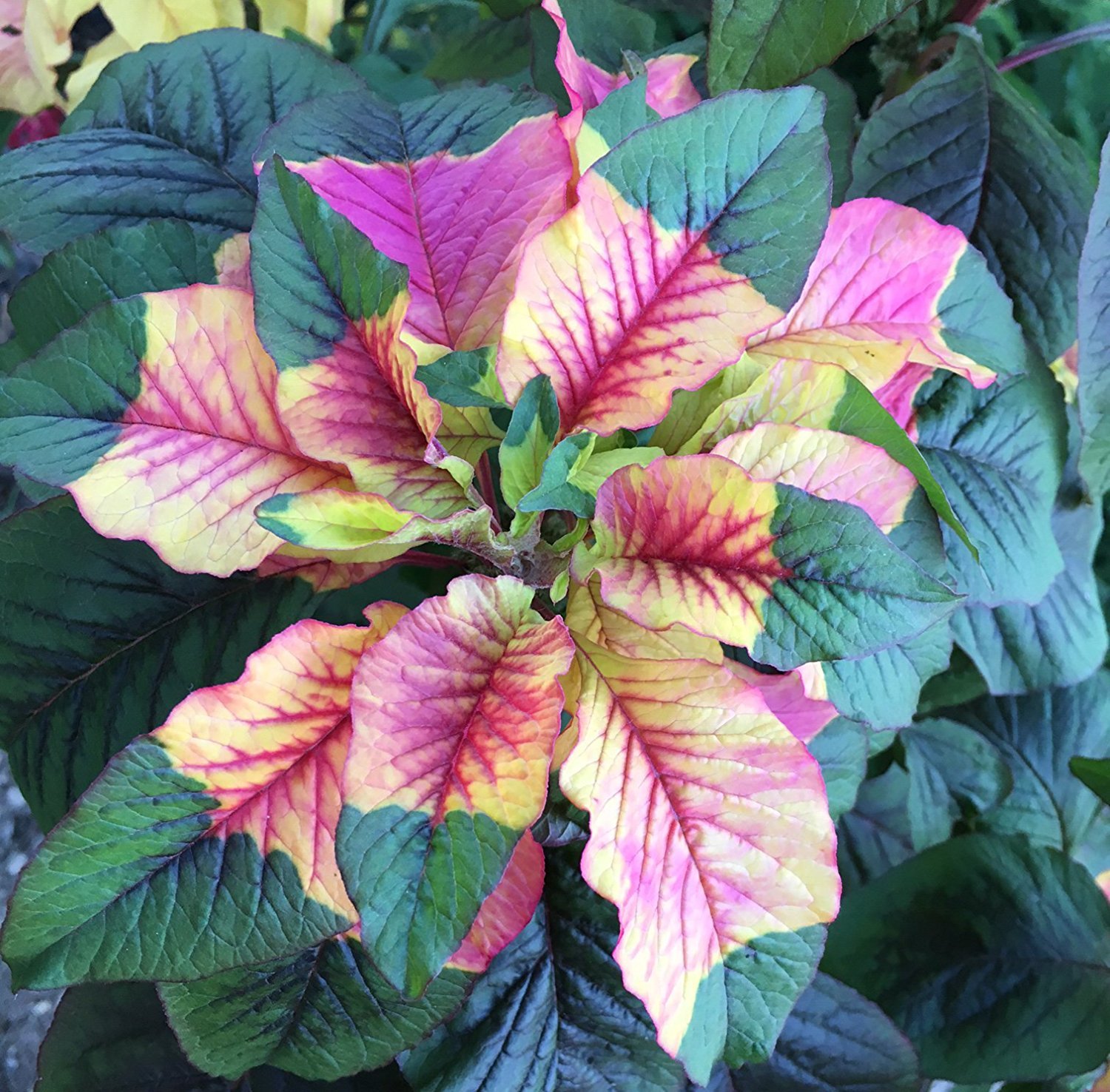 Joseph’s Coat Amaranthus Tricolor Amaranth Summer Poinsettia Premium Seed Packet
