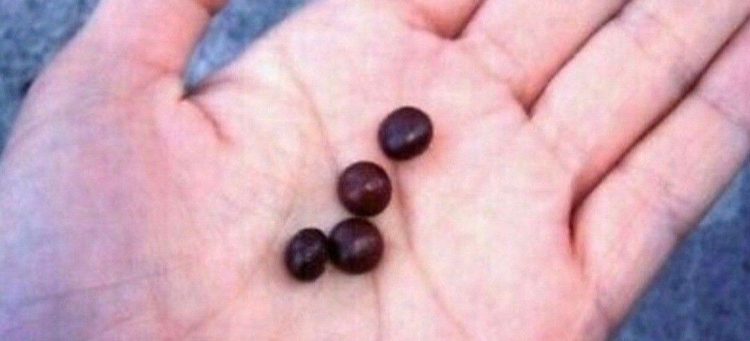 FAST-GROWING Mexican Fan Palm Tree (Washingtonia Robusta) Seeds (10+ Total)!