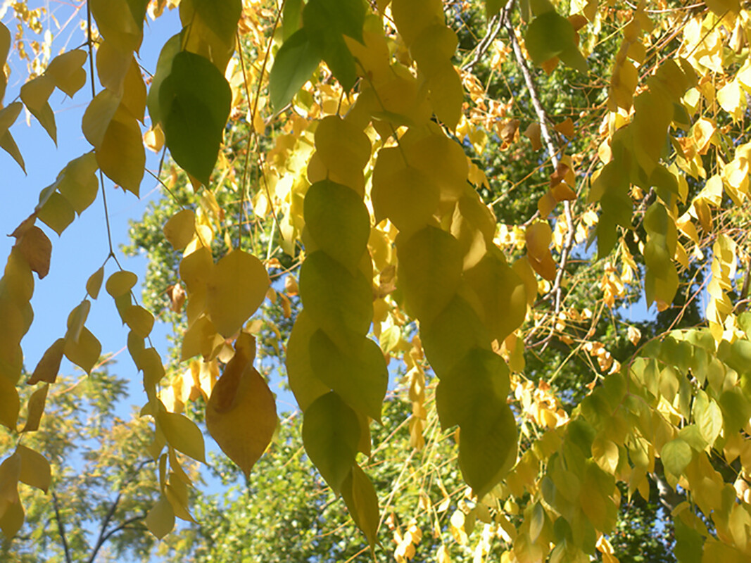 Kentucky Coffee, Gymnocladus dioicus, Tree Seeds (Fall Colors, Hardy, Fast)
