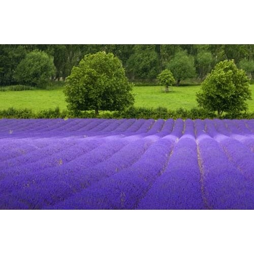 ENGLISH LAVENDER Lavandula Angustifolia By Seed Kingdom 10 Herb Seeds
