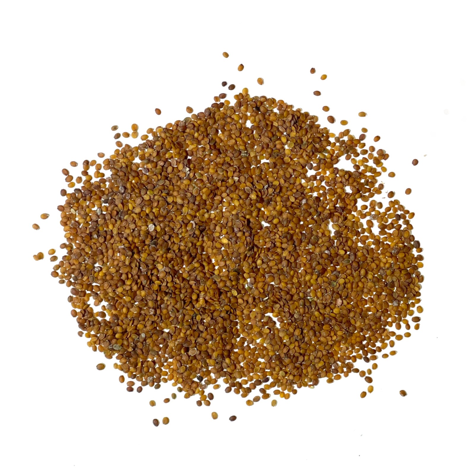 Royal Carpet Alyssum Seeds – Heirloom Perennial Flowers for Pollinator Gardens