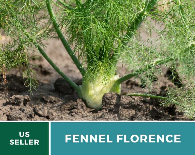 Fennel, Florence – 200 Seeds – Medicinal & Culinary Herb – Easy to Grow – NonGMO