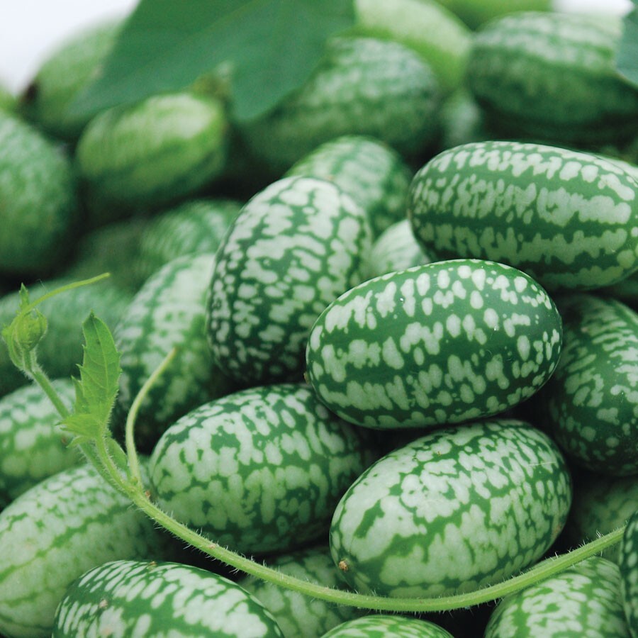 100+ Cucamelon Seeds Mouse Melon Mexican Sour Gherkin Organic Non GMO grown USA