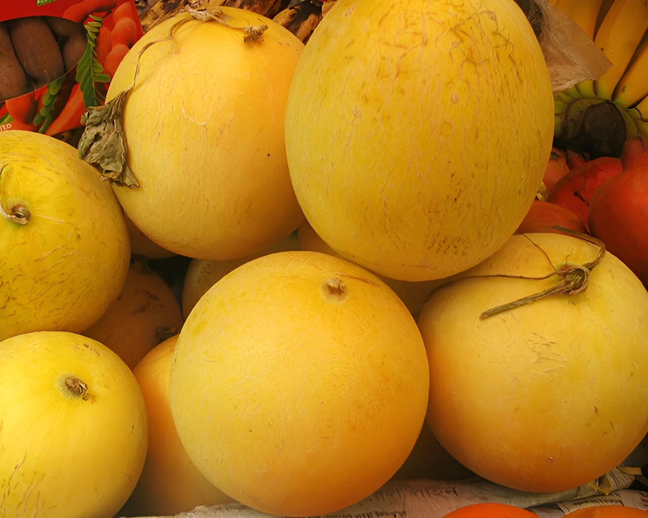 40 Heirloom Kazakh Melon Seeds – Very Sweet Slightly Crunchy – Very Fast Growing
