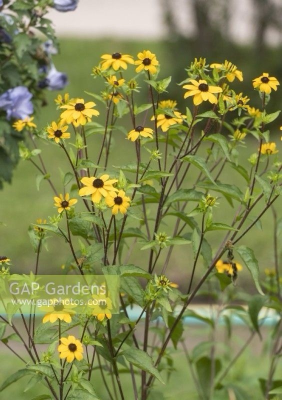 Black Jack Gold Rudbekia Seeds-Native long blooming perennial-Rudbekia Triloba