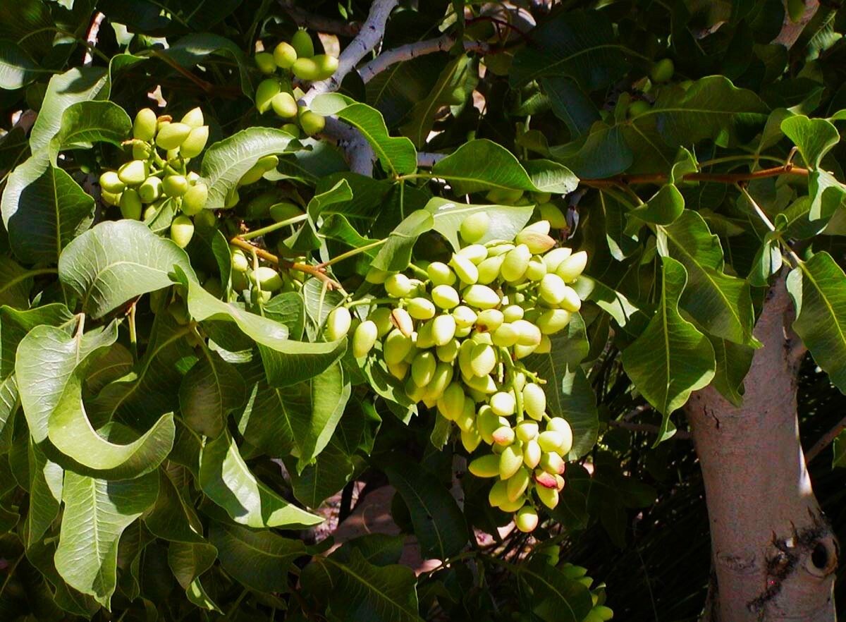 Pistachio Tree Seeds | Pistacia Vera Green Nut Perennial Seed 2025 Fast Shipping