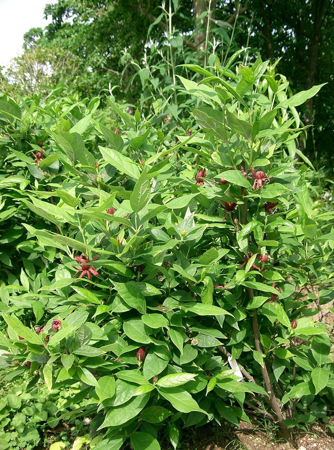 Carolina Allspice 10 Seeds Calycanthus floridus Eastern Sweet Shrub Sweet Shrub