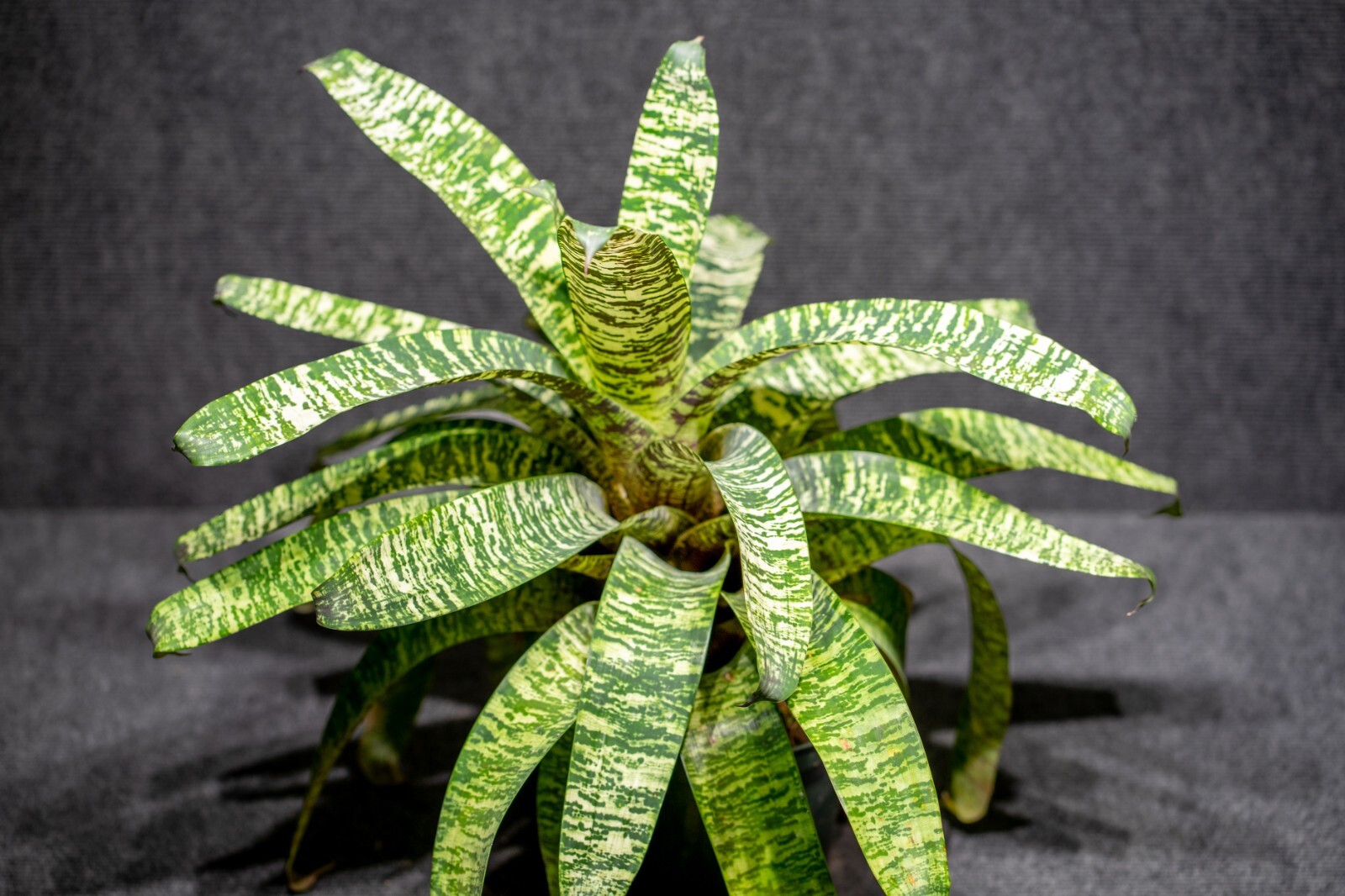 Bromelia – Vriesea Ospinae Gruberii Ice – Live plant