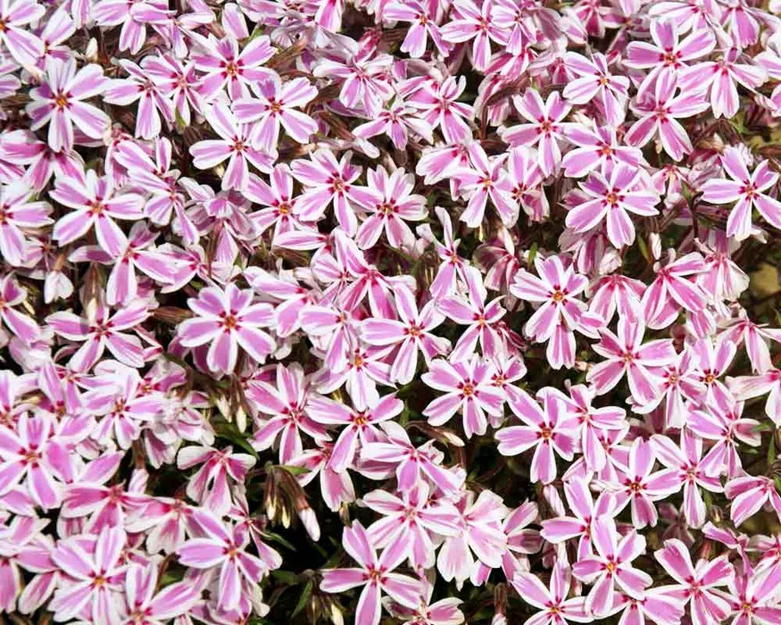 50 Candy Stripe Phlox Seeds Flower Perennial Seed Flowers Butterfly US SELLER
