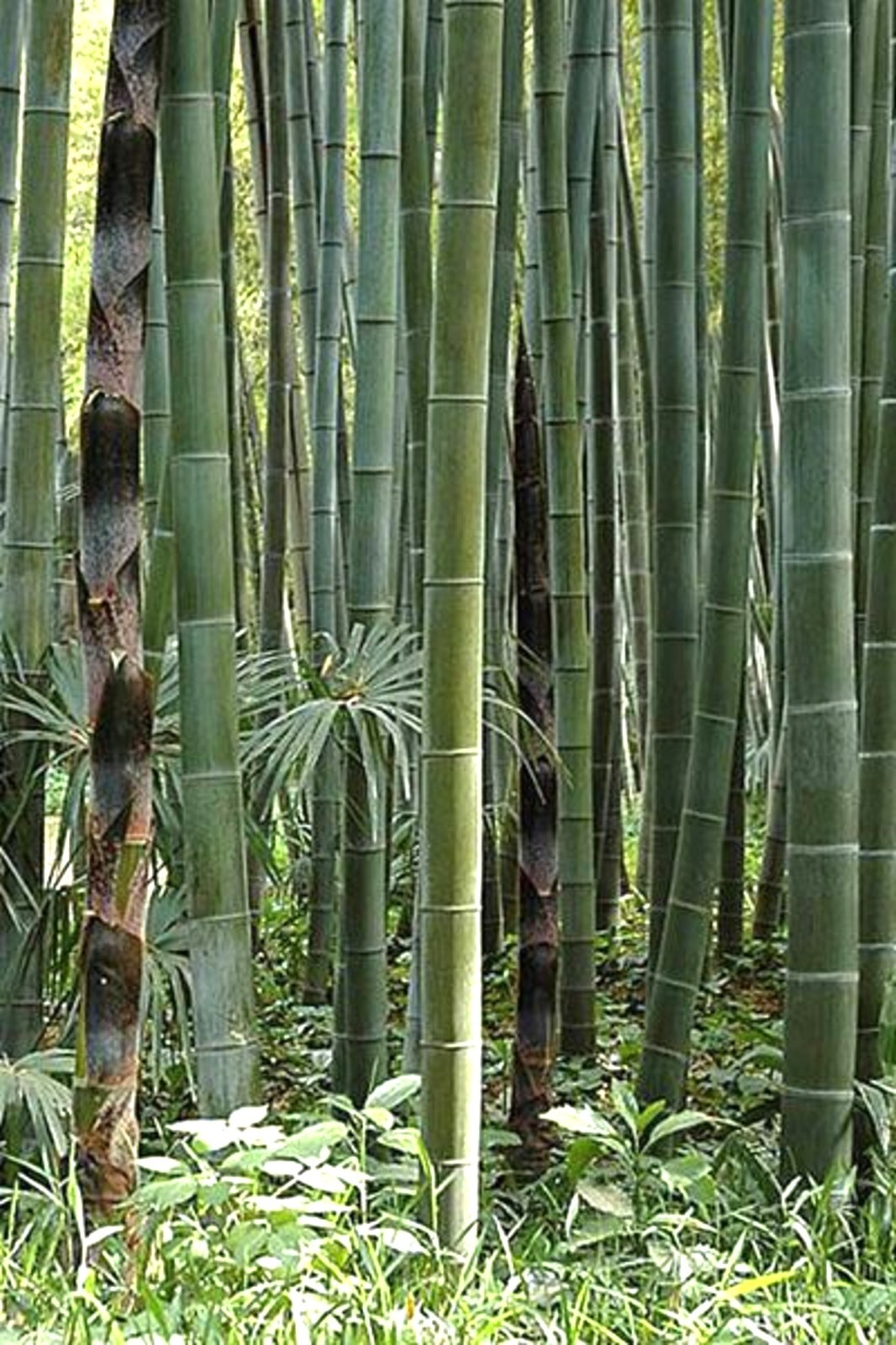 Phyllostachys Edulis 20 Seeds, Edible Giant Timber Moso Bamboo