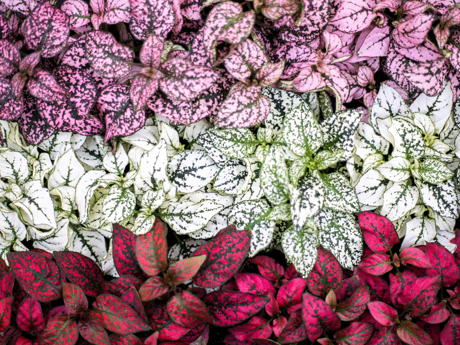 10 Dwarf Mixed Colors POLKA DOT PLANT Red Pink White Rose Hypoestes Flower Seeds