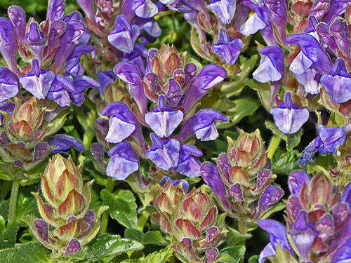 Scutellaria alpina | Alpine Skullcap | 20 Seeds