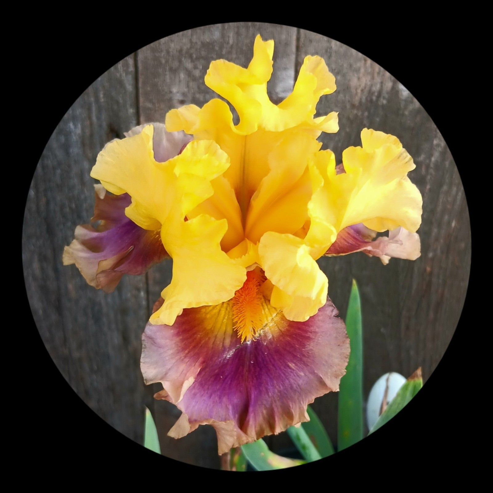 Tall Bearded Iris Rhizome ‘In Living Color’ 2003~ ONE Freshly Dug, Mature Fan