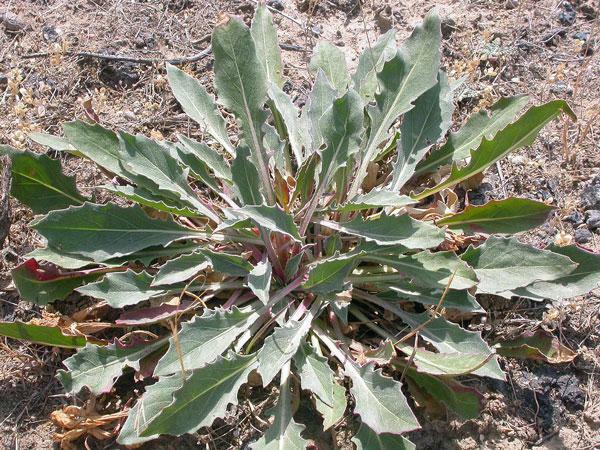 Oenothera caespitosa | Fragrant, Tufted or White Evening-Primrose | 10 Seeds