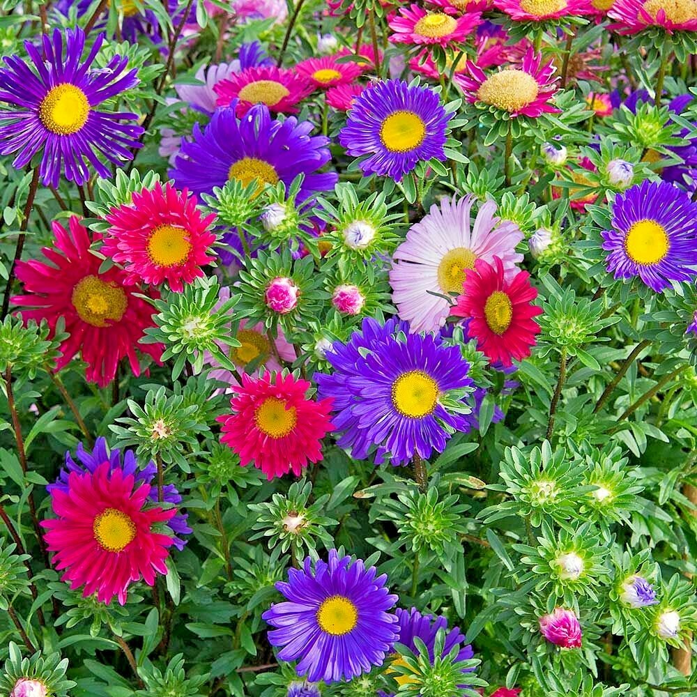 300+GIANT CALIFORNIA CHINA ASTER Mix Seeds Cut Flowers Summer Garden Container