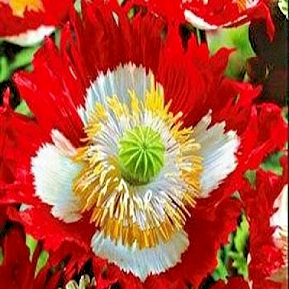 5,000+ Danish Flag Heirloom Poppy Seeds Pap Somniferum Flower Seeds For Planting