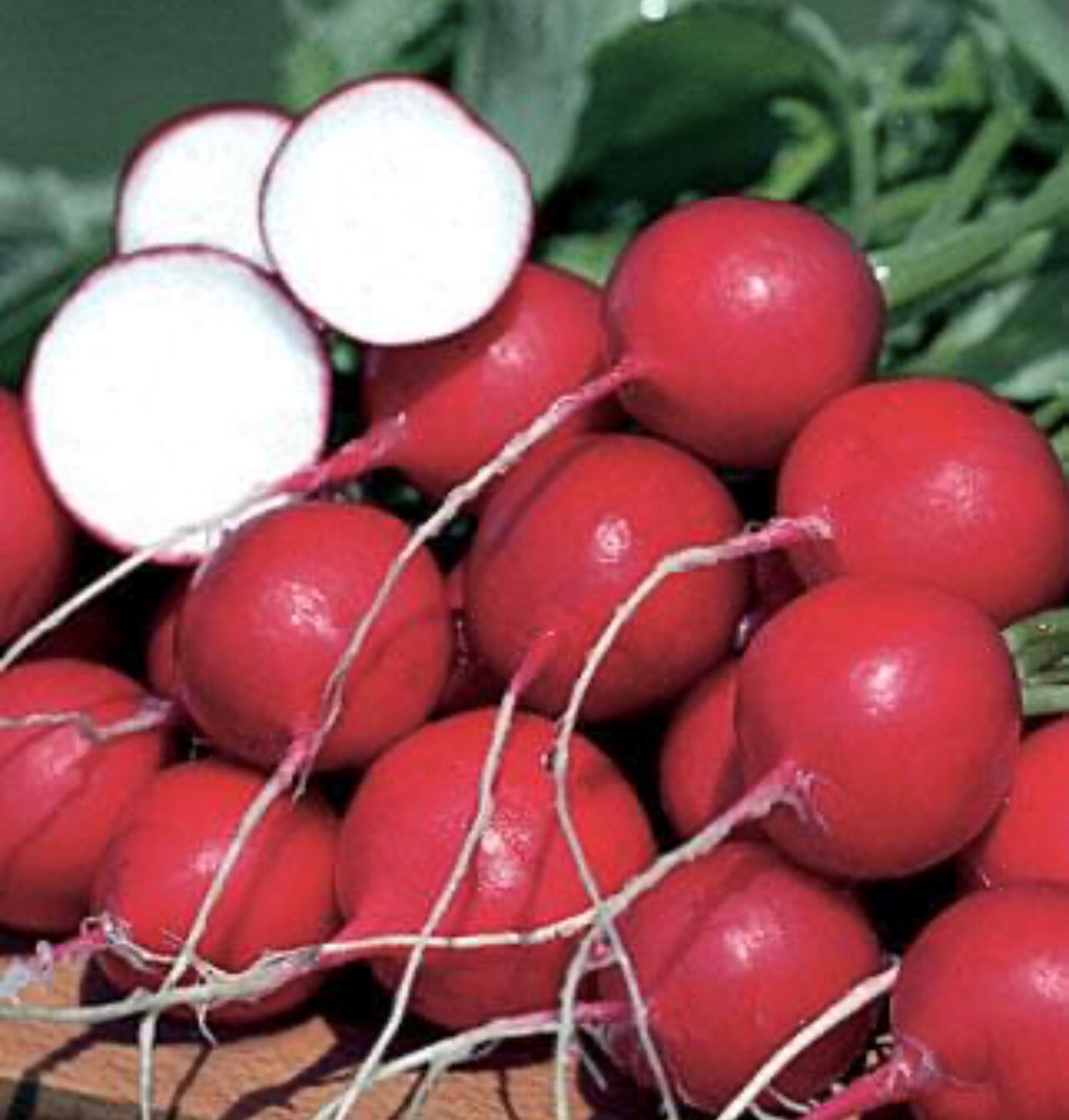 German Giant Radish Seeds | Heirloom | Organic | Cold Tolerant | Vegetable Bulk