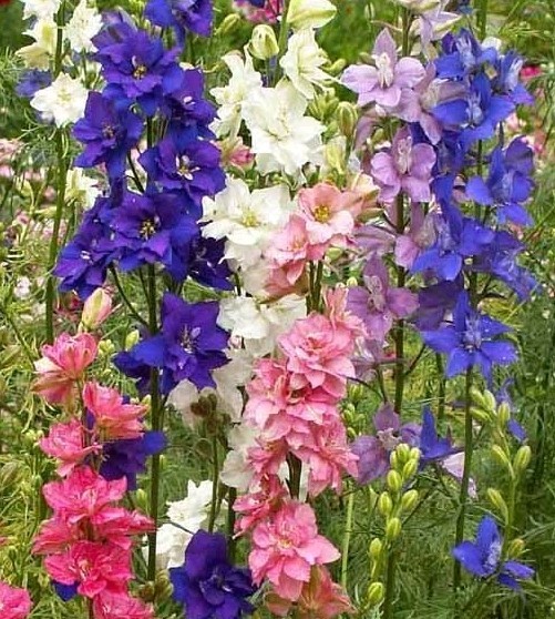Imperial Rocket Larkspur SEEDS, (delphinium consolida)