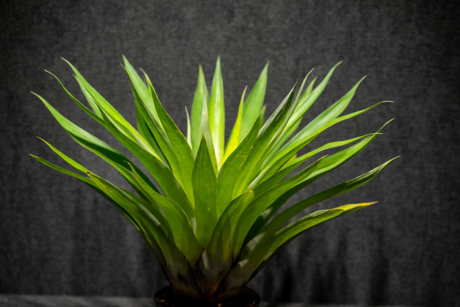 Tillandsia Oerstediana 6″ pot