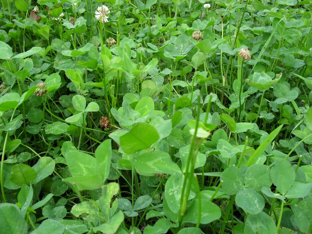 Ladino Clover Seeds – 50 Lbs.