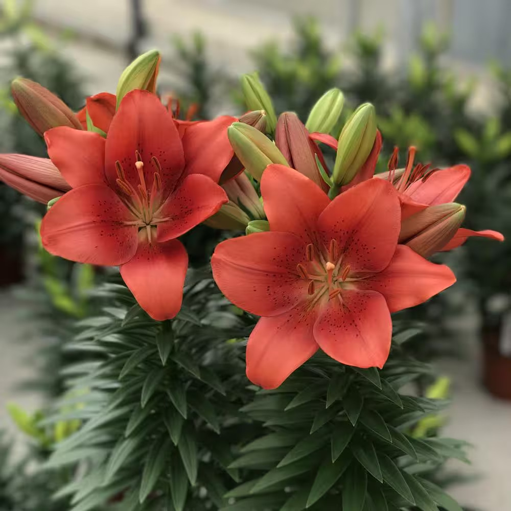 Lily Summer Scarlet LA Hybrid Bulbs (5-Pack)