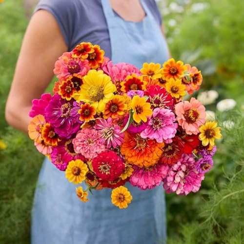 Zinnia Seeds Mix for Planting – 1 lb Non-GMO Flower Seeds, 6 Varieties, 480,000+