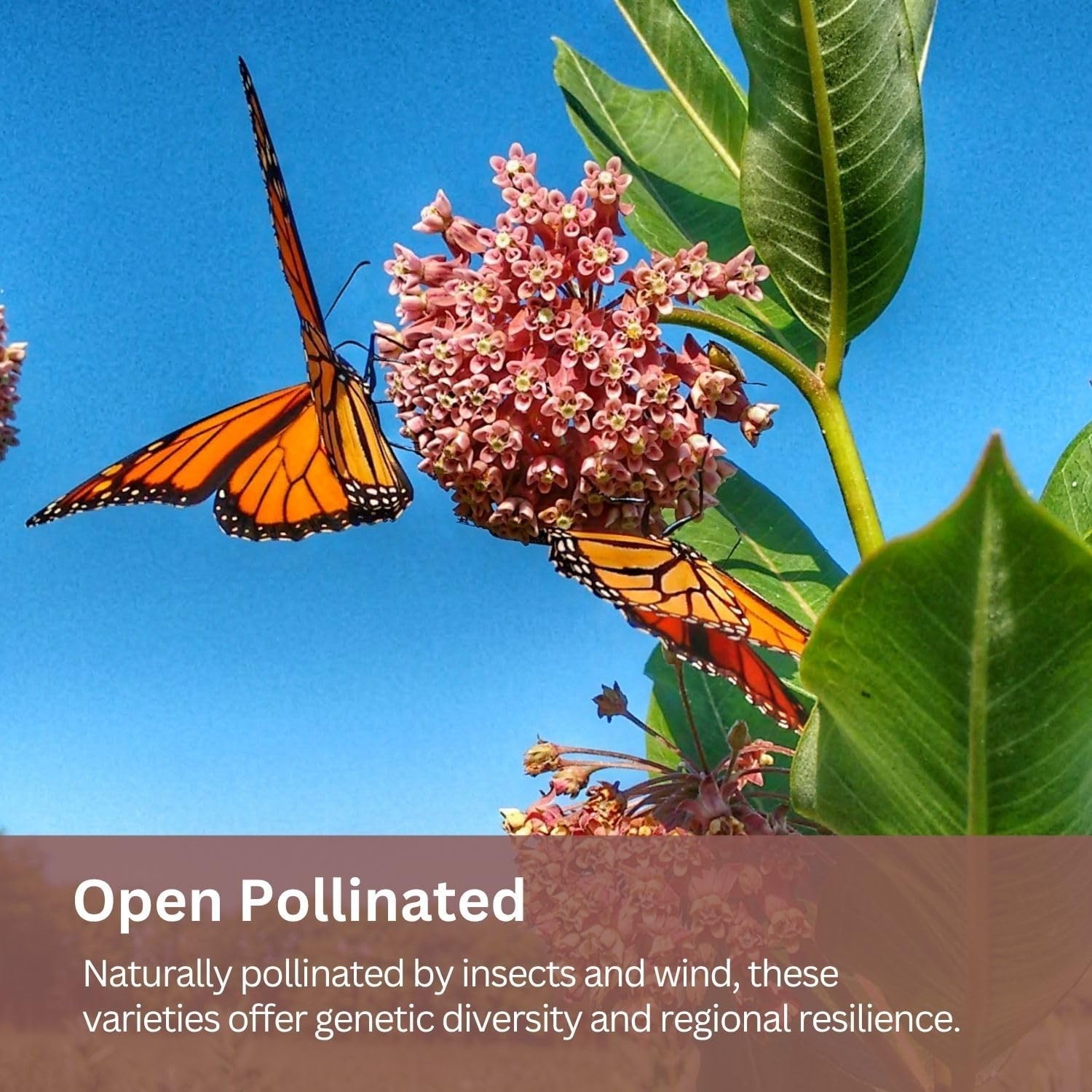 Native Milkweed Variety Pack – 5 Essential Species for Monarch Butterfly Gardens