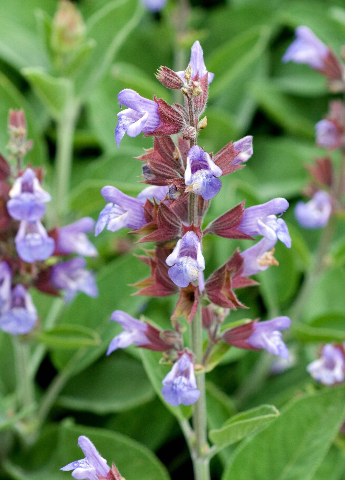 Garden Sage Seeds (Salvia officinalis) ~Culinary Herb Pollinator Garden