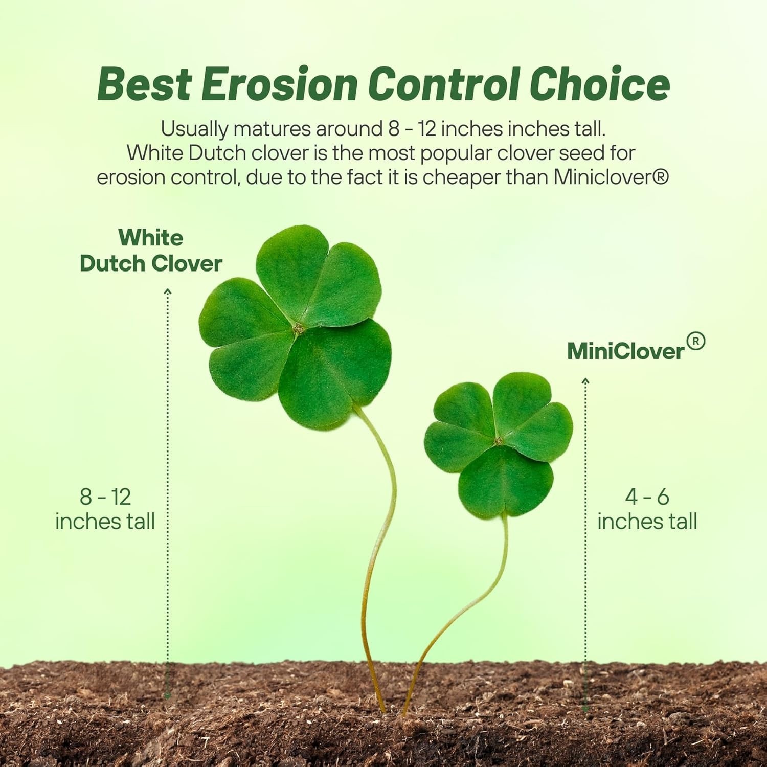 Perennial White Dutch Clover Seed – 1/4 lbs. Nitrocoated, Inoculated Clover S…