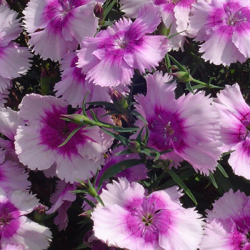 Dianthus Seeds 25 Pelleted Seeds Dianthus Diana Lavender Picotee