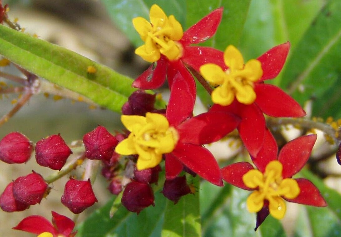 Asclepias curassavica Silky Scarlet Milkweed 10 seeds