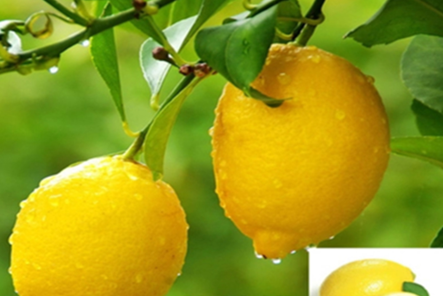 20 SEEDS for LEMON/LIME MIX citrus bush garden plant tree germination USA Seller